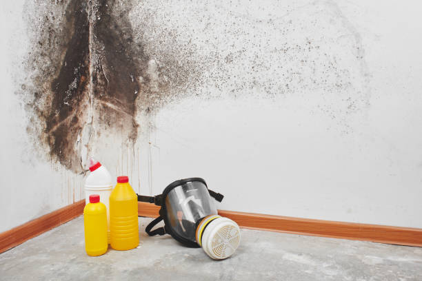Best Attic Mold Remediation in Oneida, NY