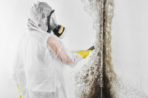 Best White Mold Remediation in Oneida, NY
