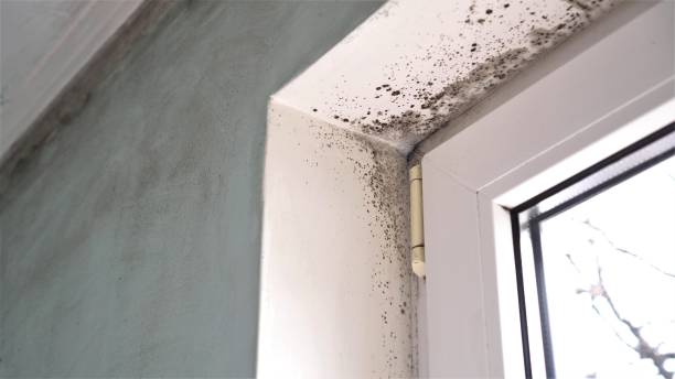 Best Industrial Mold Remediation in Oneida, NY