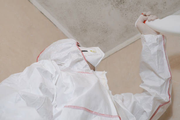 Best Attic Mold Remediation in Oneida, NY