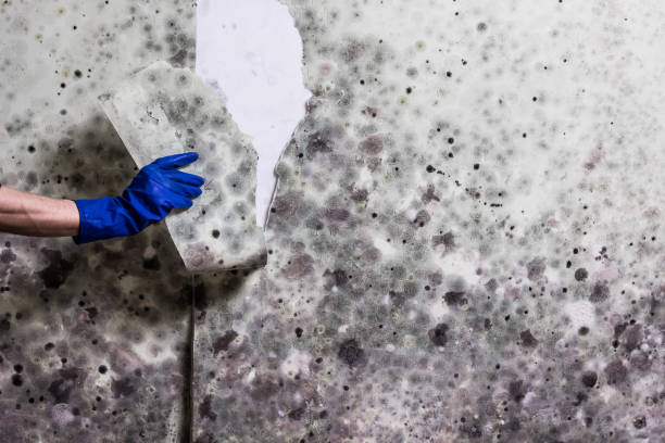 Best Basement Mold Remediation in Oneida, NY