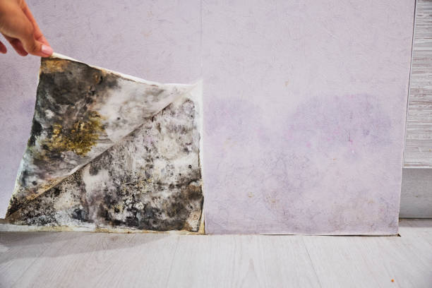 Professional Mold Remediation in Oneida, NY